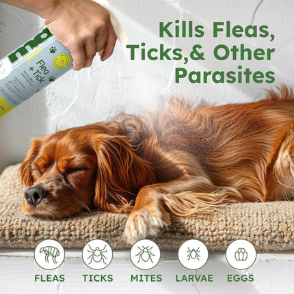 Bugmd Flea & Tick Concentrate (3.7 Oz, 2-Pack) – Plant-Based Formula for Pet Areas, Safe for Use around Dogs